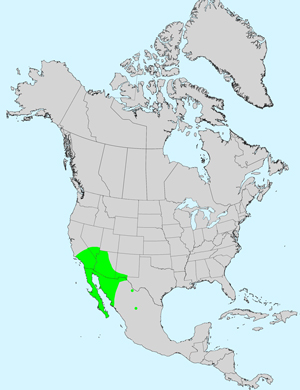 North America species range map for Bebbia juncea: Click image for full size map